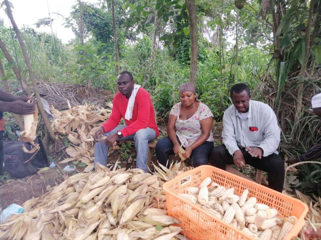 Youth livelihood farms in Ashanti Region : Afigya Kwabre North District harvest acres of maize